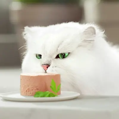 Våtfôr Mousse 12x85 g, bilde 4