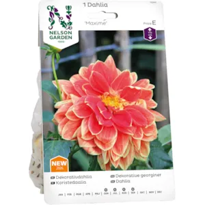 Vårløk dekorative georgine Maxime