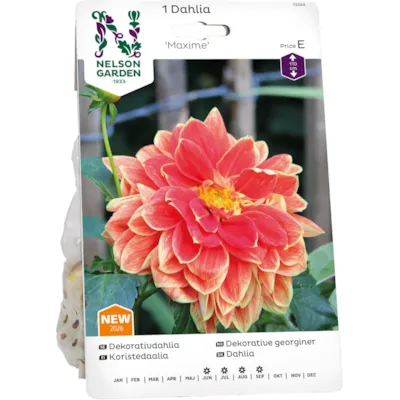 Vårløk dekorative georgine Maxime