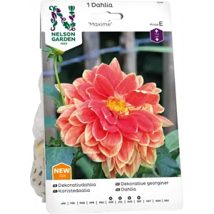 Vårløk dekorative georgine Maxime