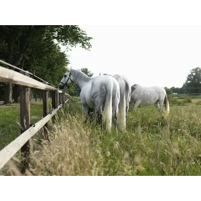 Gjerdestolpe impregnert 6x180 cm 126 stk, bilde 5