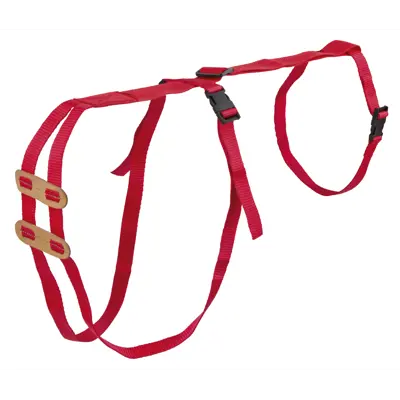 Fremfallsele for sau