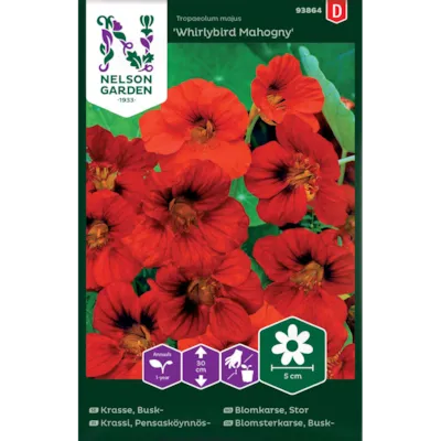 Frø blomkarse Whirlybird Mahogny