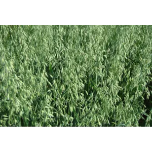 Ringsaker havre ThermoSeed 500 kg