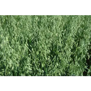 Ringsaker Havre ThermoSeed 500 kg