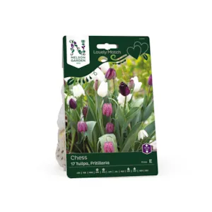 Høstløk tulipan, fritillaria Chess