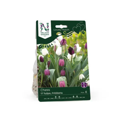 Høstløk tulipan, fritillaria Chess