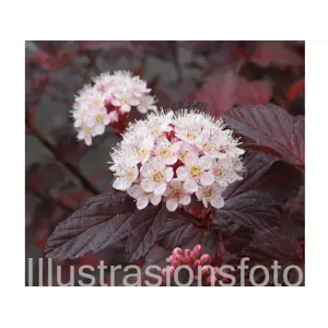 Blærespirea Diable DOr