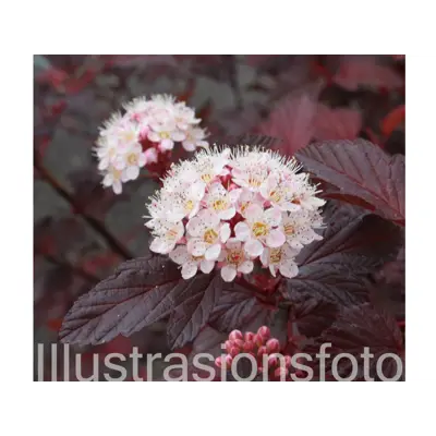 Blærespirea Diable DOr