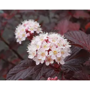 Blærespirea Diable DOr