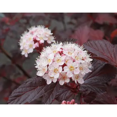 Blærespirea Diable DOr