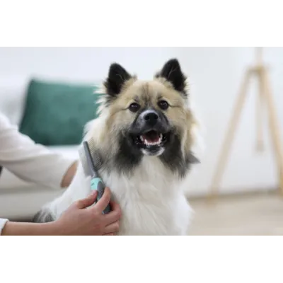 Pelskam dobbelsidet, bilde 2