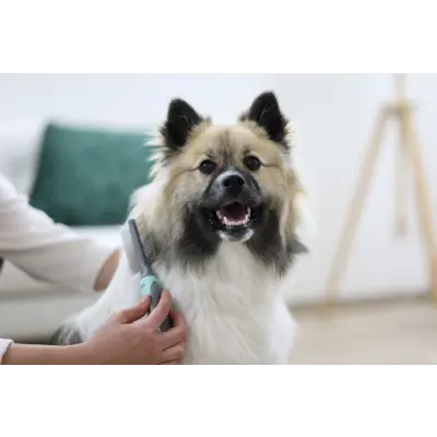 Pelskam dobbelsidet, bilde 2