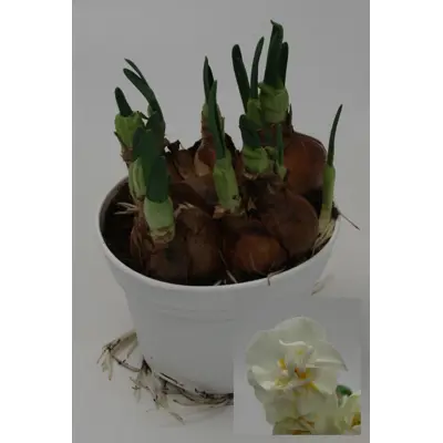 Påskelilje Bridal Crown, bilde 2