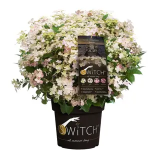 Syrinhortensia Switch Ophelia