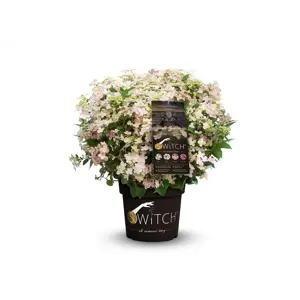 Syrinhortensia Switch Ophelia