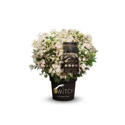 Syrinhortensia Switch Ophelia