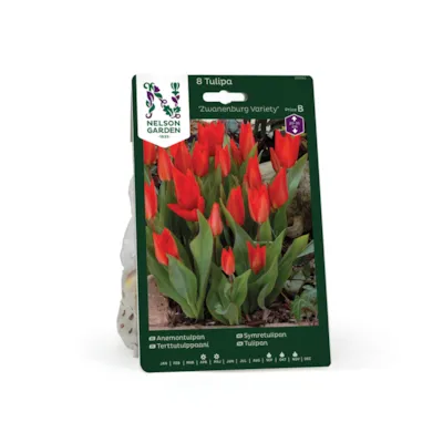 Høstløk tulipan Zwanenburg Variety