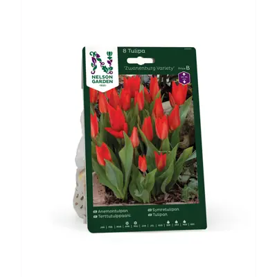 Høstløk tulipan Zwanenburg Variety