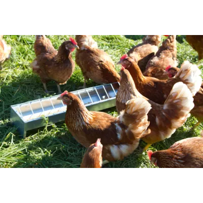 Fôrtro høns og kylling, bilde 4