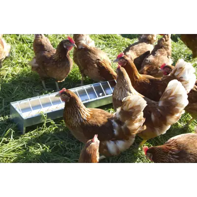 Fôrtro høns og kylling, bilde 4