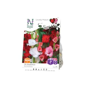 Vårløk Gladiol Romantica