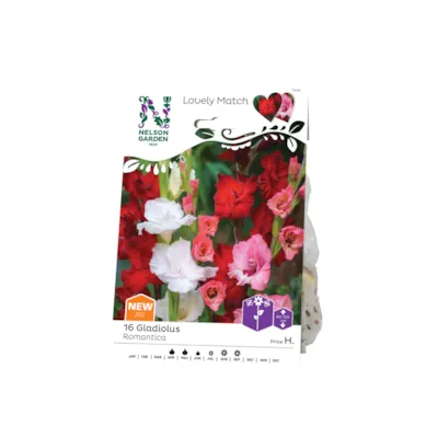 Vårløk Gladiol Romantica