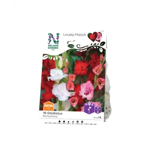 Vårløk Gladiol Romantica
