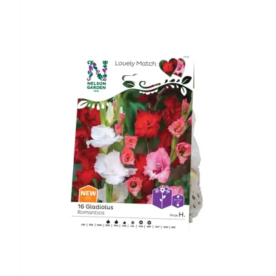 Vårløk Gladiol Romantica