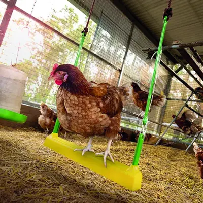 Huske til høns 41 cm, bilde 4