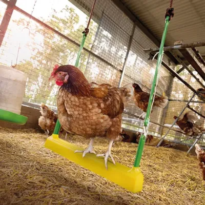 Huske til høns 41 cm, bilde 4