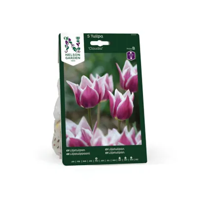 Høstløk liljetulipan Claudia