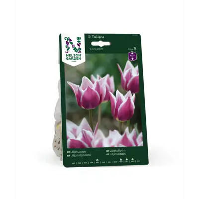 Høstløk liljetulipan Claudia