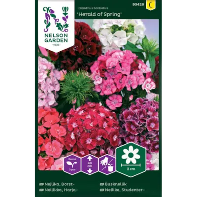 Frø busknellik Herald of Spring