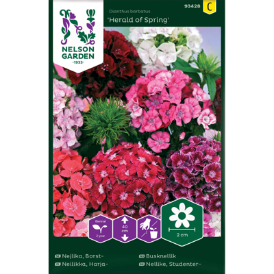 Frø busknellik Herald of Spring