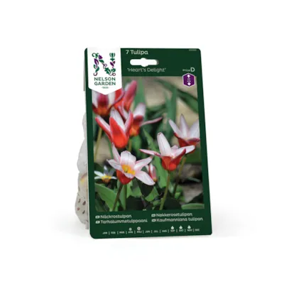 Høstløk tulipan Hearts Delight