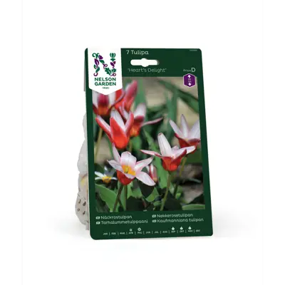 Høstløk tulipan Hearts Delight