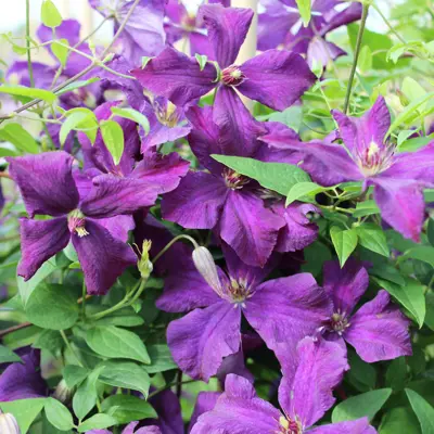 Klematis