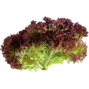 Bladsalat