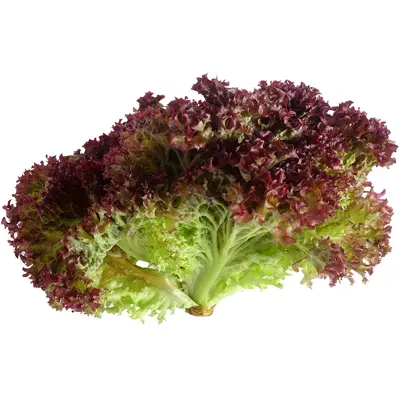 Bladsalat