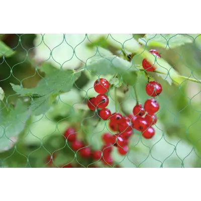 Fuglenett/bærnot 4x5 m, bilde 3