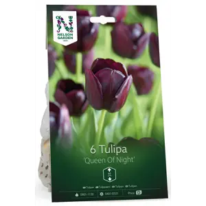 Høstløk tulipan Queen Of Night