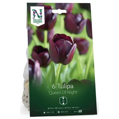 Høstløk tulipan Queen Of Night