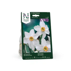 Høstløk pinselilje Recurvus