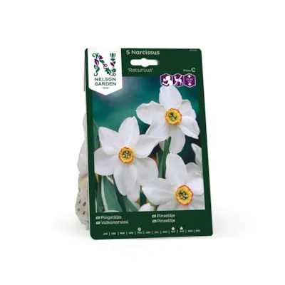 Høstløk pinselilje Recurvus