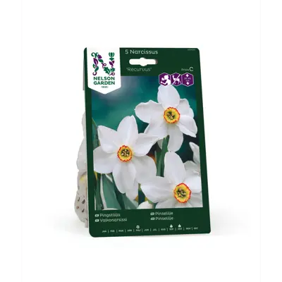 Høstløk pinselilje Recurvus