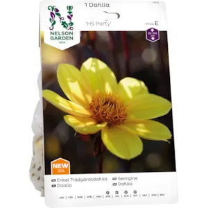 Vårløk georgine HS Party