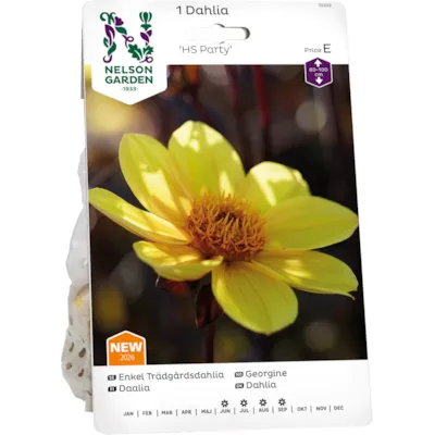 Vårløk georgine HS Party