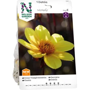 Vårløk georgine HS Party