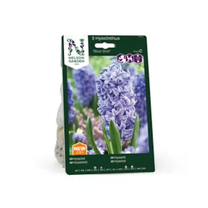 Høstløk hyasint Blue Star